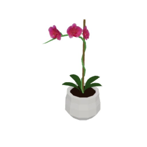 Orchid